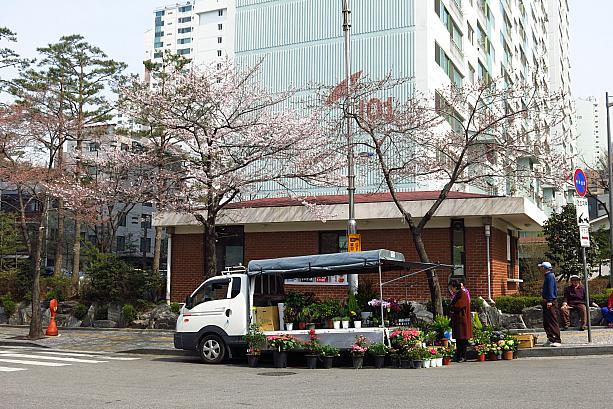 こっちの桜も咲いてます。木の下には花売りのトラックも。