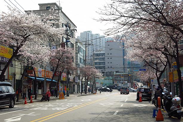 朝、桜を見つけたところにお昼頃また来てみると、朝よりももっと咲いているような！？ソウルの開花予想は6、7日頃だったらしいけど、5日も早く咲いたみたい。ソウルの桜の名所、汝矣島（ヨイド）の花祭りは来週月曜日、4日から。ちょうど見ごろを迎えてキレイな桜が見られそうですね！