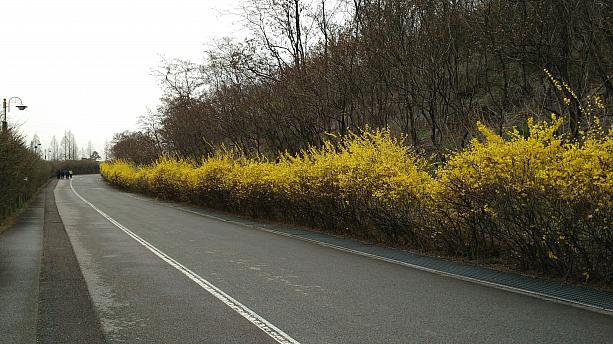 散策、サイクリング、そして公園内を走るメンコンイ（ジムグリガエル）電気自動車の道の脇は黄色の花道。いっせいにケナリ（チョウセンレンギョウ）の花が咲きました。