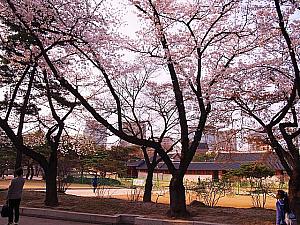 【プチ桜】元王宮、徳寿宮の今年の桜は？！ 桜 花 お花見 トクスグン 徳寿宮さくら