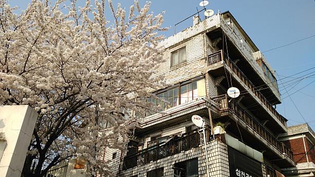 在来市場近くの桜。春ですね～