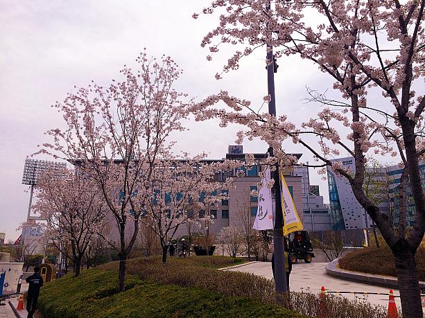 さて、東大門デザインプラザの中にはきれいな桜が見られるんです。デザインプラザ自体ができてからまだ浅いので、桜の木の枝ぶりもまだまだな感じですが、がんばってきれいに咲いてくれています。
