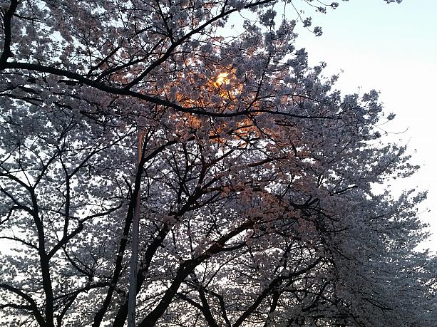 日も暮れてきて、ライトが点るとまた違ったイメージに！夜桜も見所です！