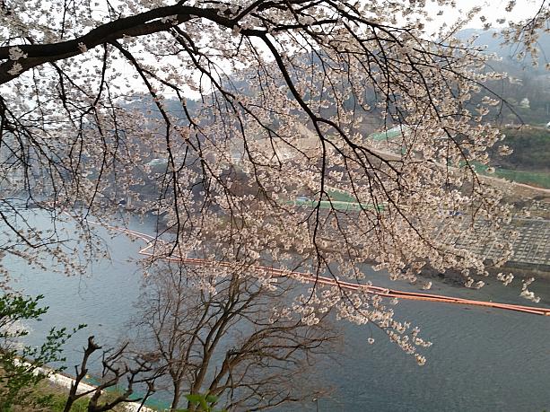 忠州のお花見スポットといえば、忠州ダムの桜！特にダムに向かって枝が下がっている桜が有名！