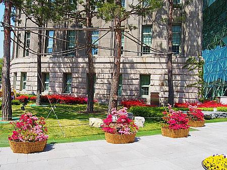 【プチ春の花】市庁前のソウル広場にお花がいっぱい！ 春 春の花 花 お花 市庁 市庁前 市庁前広場 広場 イベント 市場 植物 盆栽鉢植え