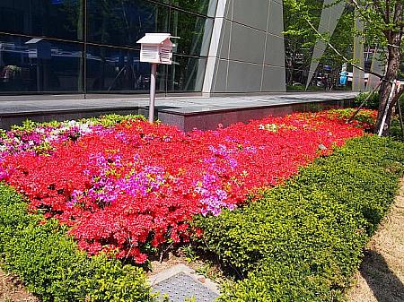 【プチ春の花】市庁前のソウル広場にお花がいっぱい！ 春 春の花 花 お花 市庁 市庁前 市庁前広場 広場 イベント 市場 植物 盆栽鉢植え