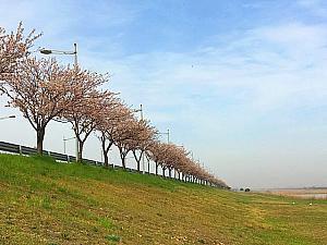 【まとめ】ソウルの小ネタ～2016年4月29日編！  ソウルの小ネタ ソウルの話題 ソウルの春の花 ソウルの桜プチフード