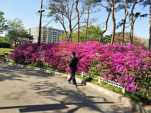 【まとめ】ソウルの小ネタ～2016年4月29日編！  ソウルの小ネタ ソウルの話題 ソウルの春の花 ソウルの桜プチフード