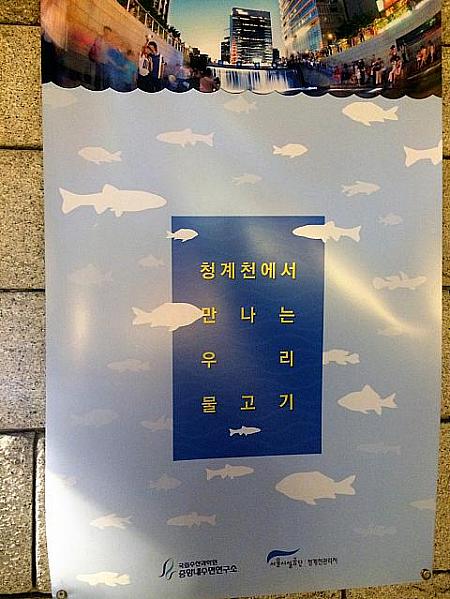 清渓川に住む魚の展示も。