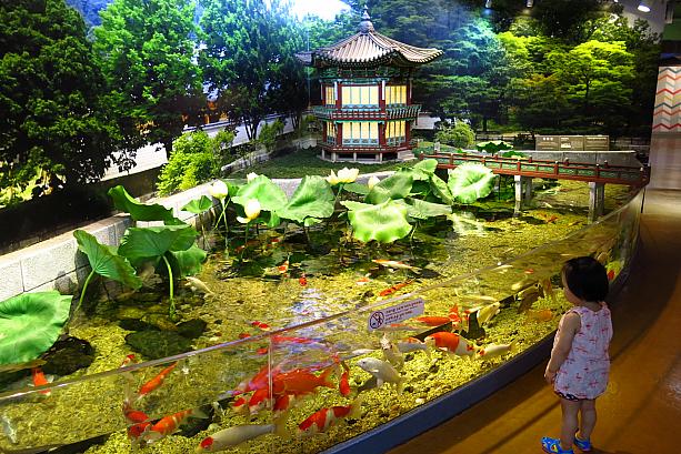 ここの水族館のおもしろポイントその１。韓国風の展示コーナーがあること！水族館で鯉なんて珍しい！？向こうに見えるのは景福宮の香遠亭。