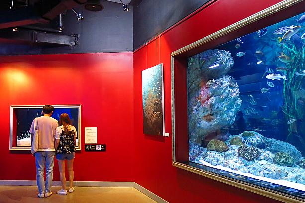 こちらは水槽のガラスが額縁のようになった絵画風の展示コーナー。このように、ちょっと遊び心のある展示もあるのが、この水族館の特徴。