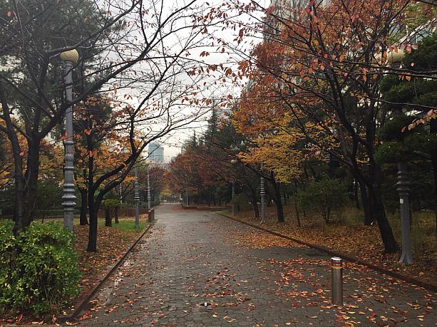 今日は朝から雨の釜山。紅葉も少し落ちてしまいました。