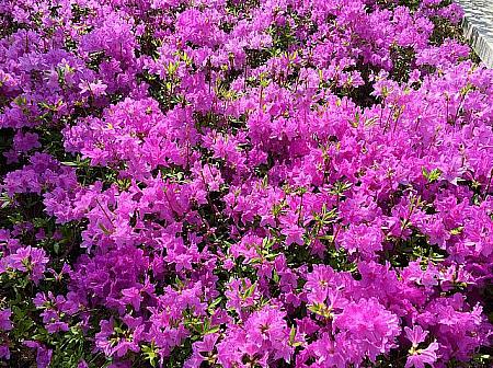 ２０１７年レンギョウとツツジの開花予想が発表されました。 開花 春の花 ケナリ チンダルレ ツツジ レンギョウ 春の訪れ 花満開
