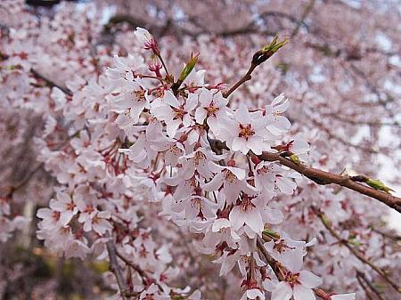 ２０１７年桜の開花予想が発表されました。 桜 サクラ 花見 ソウルの花見 開花予想 桜前線満開