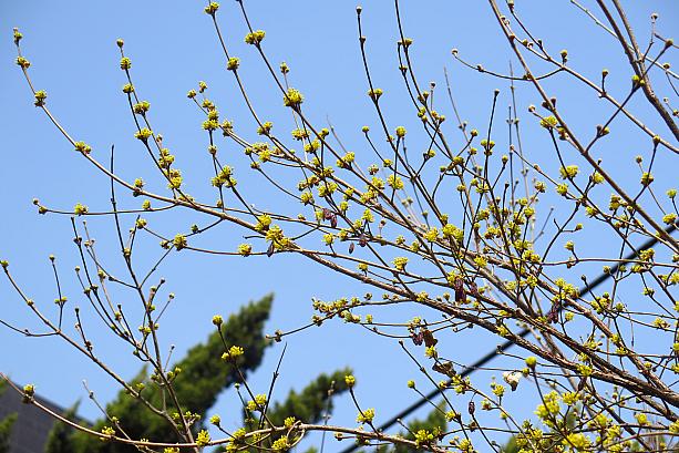 春らしくちょっと霞んだ空に黄色い花が映えます。韓国の春を代表する花、ケナリは来週初め、そして桜は再来週頃にソウルでは開花するとの予想。