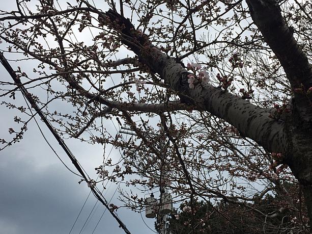 釜山の桜もあと少しで咲き始めそう！