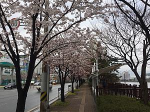 写真で見る釜山の桜～2017年編～ 釜山の桜