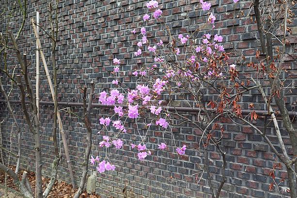 サムジキルの裏にもひっそりとチンダルレが咲いていました。チンダルレ（カラムラサキツツジ）もケナリ（朝鮮レンギョウ）と共に韓国の春を代表する花です。