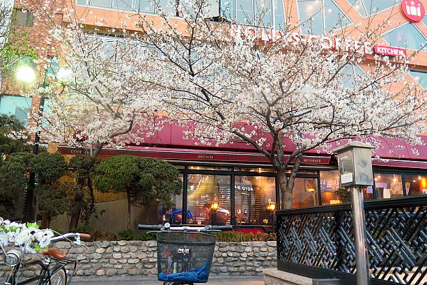 桜が咲いてる！！とうとうソウルでも桜が咲きました！