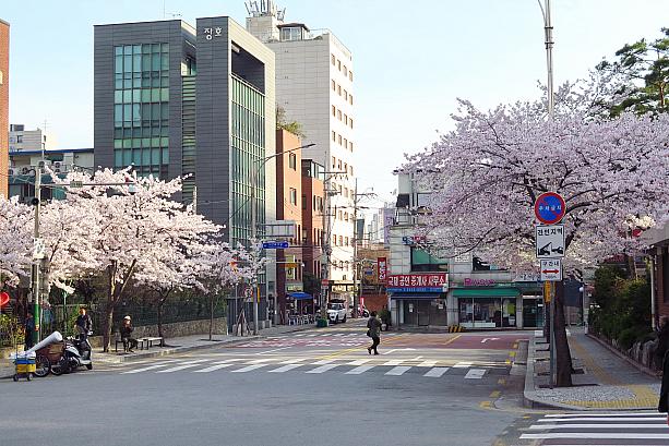 先週の水曜日頃に開花したソウルの桜はちょうど満開を迎えようとしています！今週がまさに見ごろ！