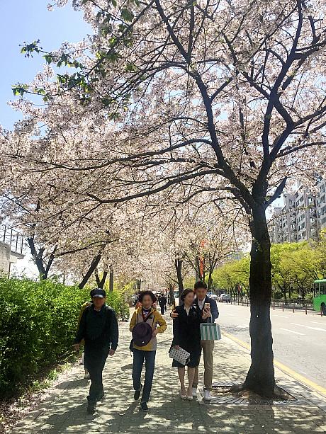 ソウルは春爛漫。こちらは桜で有名な汝矣島（ヨイド）！桜のトンネルができています～