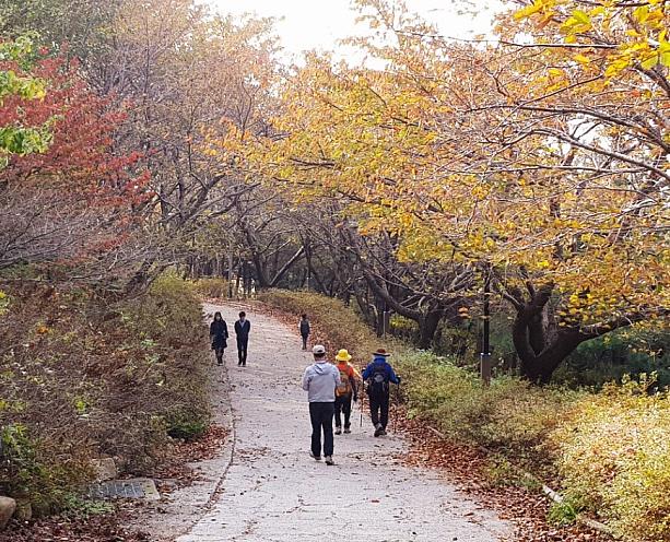 釜山の紅葉が色づき始めてきました～！