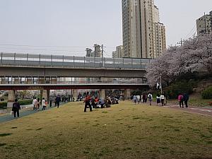 写真で見る釜山の桜～2018年編～ 釜山の桜
