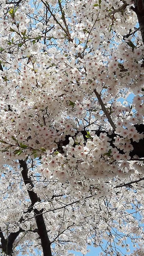 今週の雨風で大丈夫かな…と心配していた汝矣島の桜、ピンクピンク満開です♪