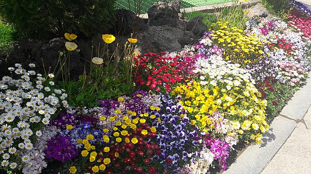 ここ数日青空が続いているソウル。市庁周辺は春らしくあちこちに花が～。