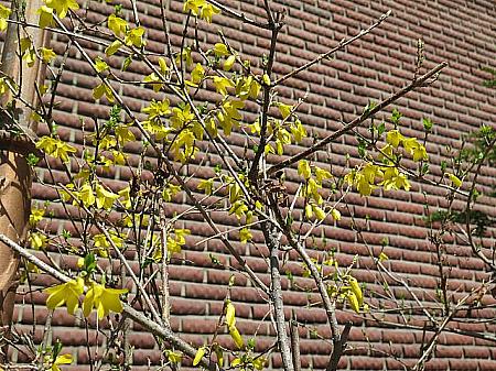 ソウルの春の花の開花予想－レンギョウは3/27、チンダルレは3/28 レンギョウ ケナリ チンダルレ ツツジソウルの春の花