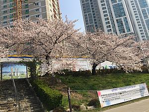 写真で見る釜山の桜～2019年編～ 釜山の桜