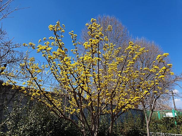 でも、ところどころに花が咲き始めました。この背の高い黄色い花は山茱萸（サンシュユ）。