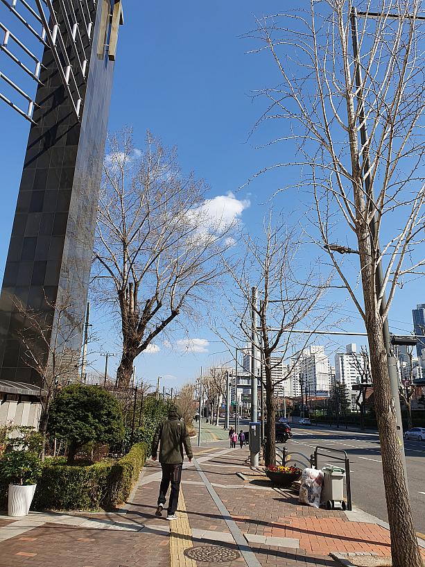 地下鉄「イチョン」駅から龍山家族公園に向かう道は、春になると桜が咲きますが・・・まだまだ枝ばかりのソメイヨシノTT