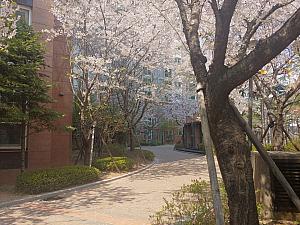 一般的なアパートの敷地内の桜