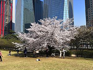 写真で見るソウルの桜と春の花～２０１９年編