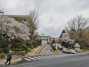 麓の南山図書館周辺は多くの桜の老木があります。またソウルタワーへ続く桜の並木道もこちらがスタート。