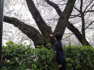 街で見かける新興の桜並木とは違います。風格のある太ーい桜の並木が続きます。