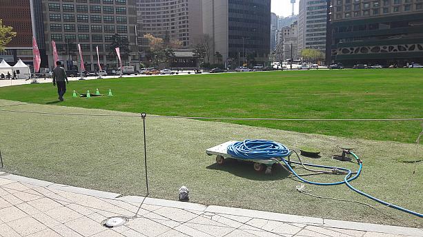 市庁前の広場は芝生の管理中～。