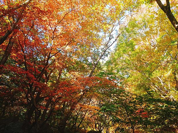 キレイな色がついたここは、釜山から約１時間北へのぼった大邱にある八公山（パルゴンサン）です！