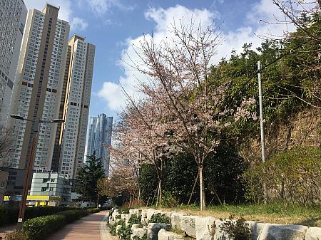 写真で見る釜山の桜～２０２０年編～釜山の桜