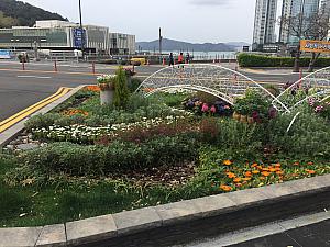 写真で見る釜山の桜～２０２０年編～釜山の桜