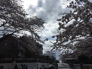 月見の丘の桜。８部咲きぐらいです！