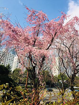 しだれ桜が風情があってきれい！