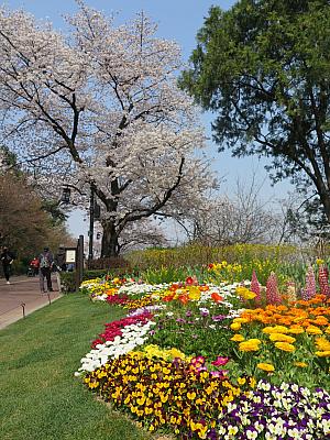 桜以外にもケナリやジンダルレ、チューリップなど春を代表する花が咲いていました。