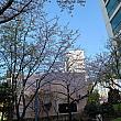 写真で見る釜山の桜～２０２１年編～釜山で桜
