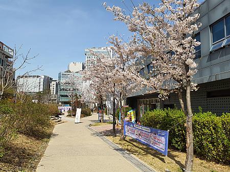 弘大入口駅が見えてきました。京義線スプキルはまだ続きますが桜見物はここまで。