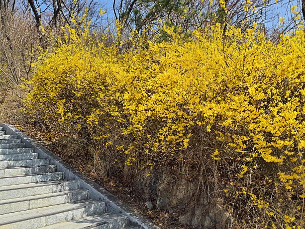 韓国の春を代表する花のひとつ、ケナリの鮮やかな黄色がよく映えます。