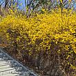 韓国の春を代表する花のひとつ、ケナリの鮮やかな黄色がよく映えます。