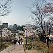 南山の桜は毎年少し遅く咲くと思っていたんですが、いつの間にか満開！