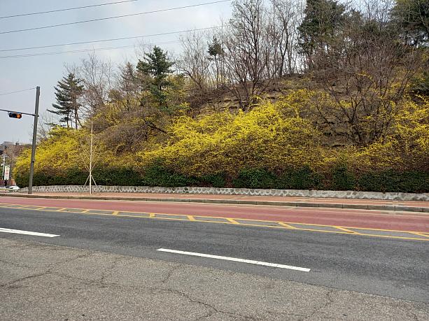 ソウルの中心にそびえる山、南山（ナムサン）~！春花スポットしても知られています~！春花もとめて登ってみることに~。